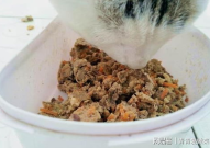 自制猫粮,营养健康，猫咪美食新主张